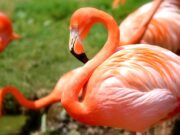 Interesting Facts about Flamingos in Kenya, Did-you-know Facts Interesting Facts about Flamingos in Kenya, Did-you-know Facts
