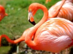 Interesting Facts about Flamingos in Kenya, Did-you-know Facts Interesting Facts about Flamingos in Kenya, Did-you-know Facts