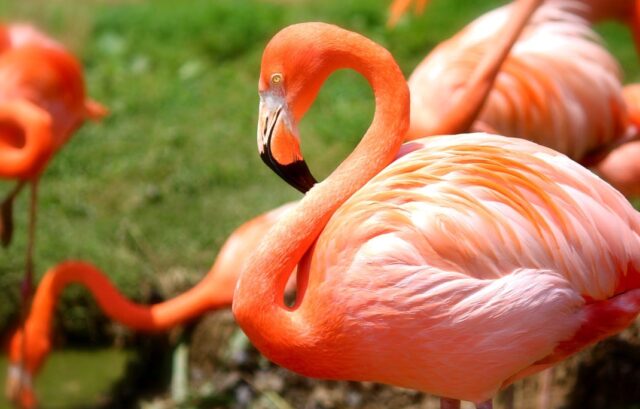 Interesting Facts about Flamingos in Kenya, Did-you-know Facts