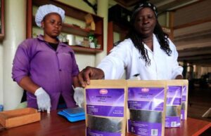 Top Health Benefits of Purple Tea and its Uses in Kenya Top Health Benefits of Purple Tea, Uses of Purple Tea