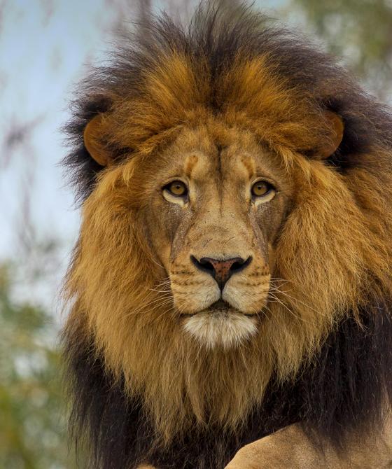 Where lions are found in Kenya, species, diet