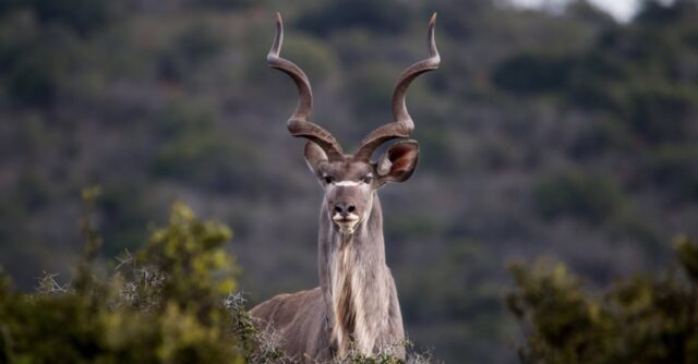 Kenya lesser kudu antelopes, origin, diet
