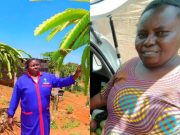Monica Waiganjo: Retiree Involved in Dragon Fruit Farming Shares How Farmers Can Make Up to Ksh 2 Million Per Acre Monica Waiganjo