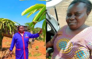 Monica Waiganjo: Retiree Involved in Dragon Fruit Farming Shares How Farmers Can Make Up to Ksh 2 Million Per Acre Monica Waiganjo