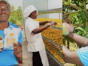 Simon Musyoka: Farmer Making a Fortune from Mango Value Addition after Closing Down Paints Shop, Private School Business Simon Musyoka