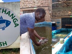 Anthony Ndeto: The Story Behind Africa’s First Eco Mark Fish Farm Located in Machakos Kamuthanga Fish Farm