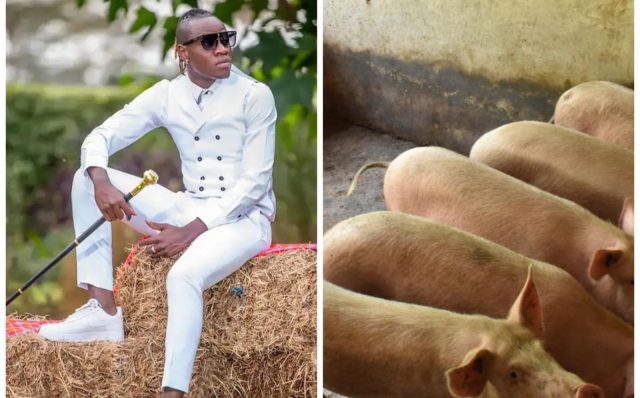 Guardian Angel: Why I Chose To Invest In Pig Farming