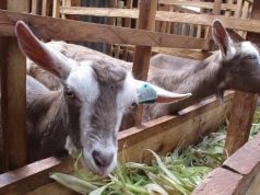 Robert Macharia: How This Farmer is Managing 82 Dairy Goats in a Small Plot in Githurai